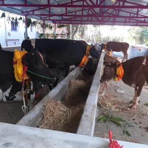 Goshala01